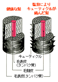 塩素により髪のキューティクルが痛んでいます